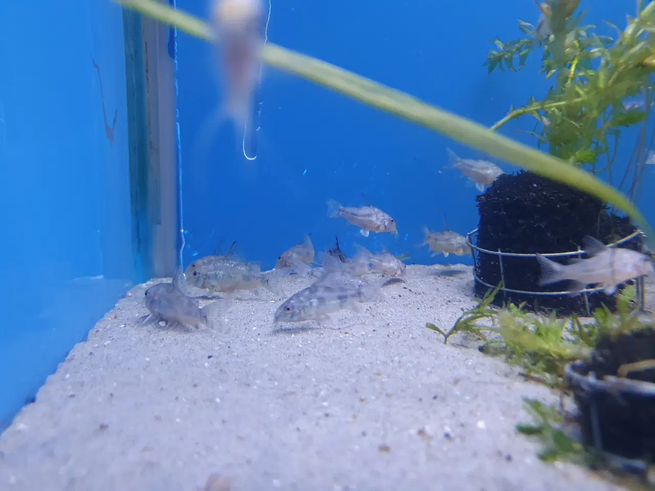 Billede 7 - Plettet pansermaller (Corydoras paleatus)