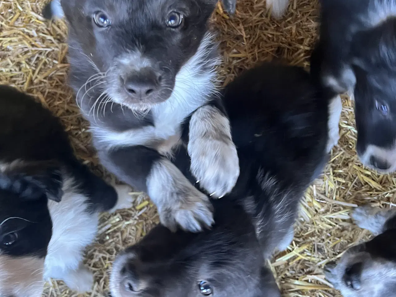 Billede 4 - Border Collie hvalpe søger deres nye familie