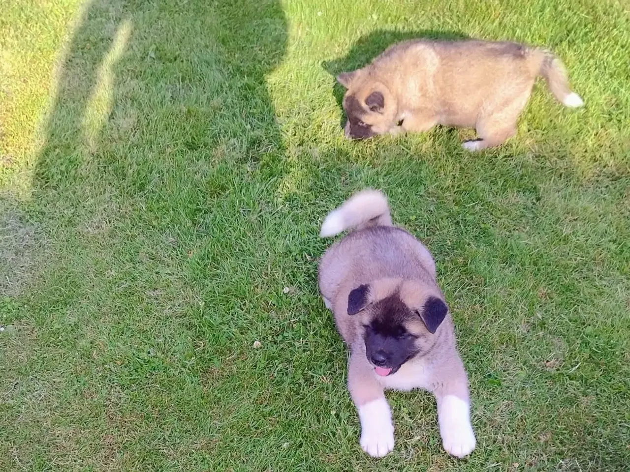 Billede 1 - Hundehvalpe Akita American 