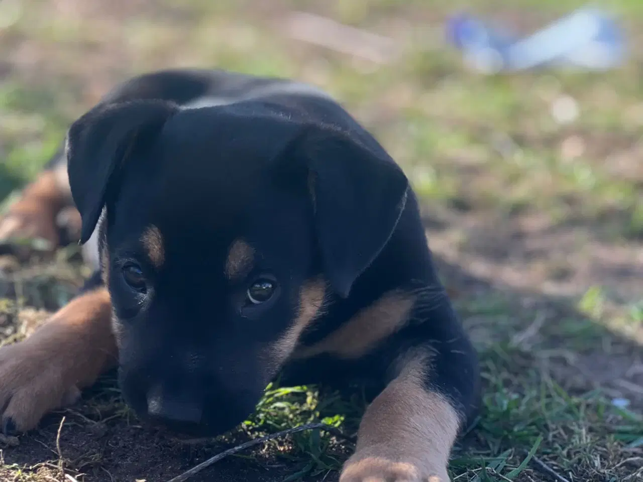 Billede 1 - Blandingshvalpe 