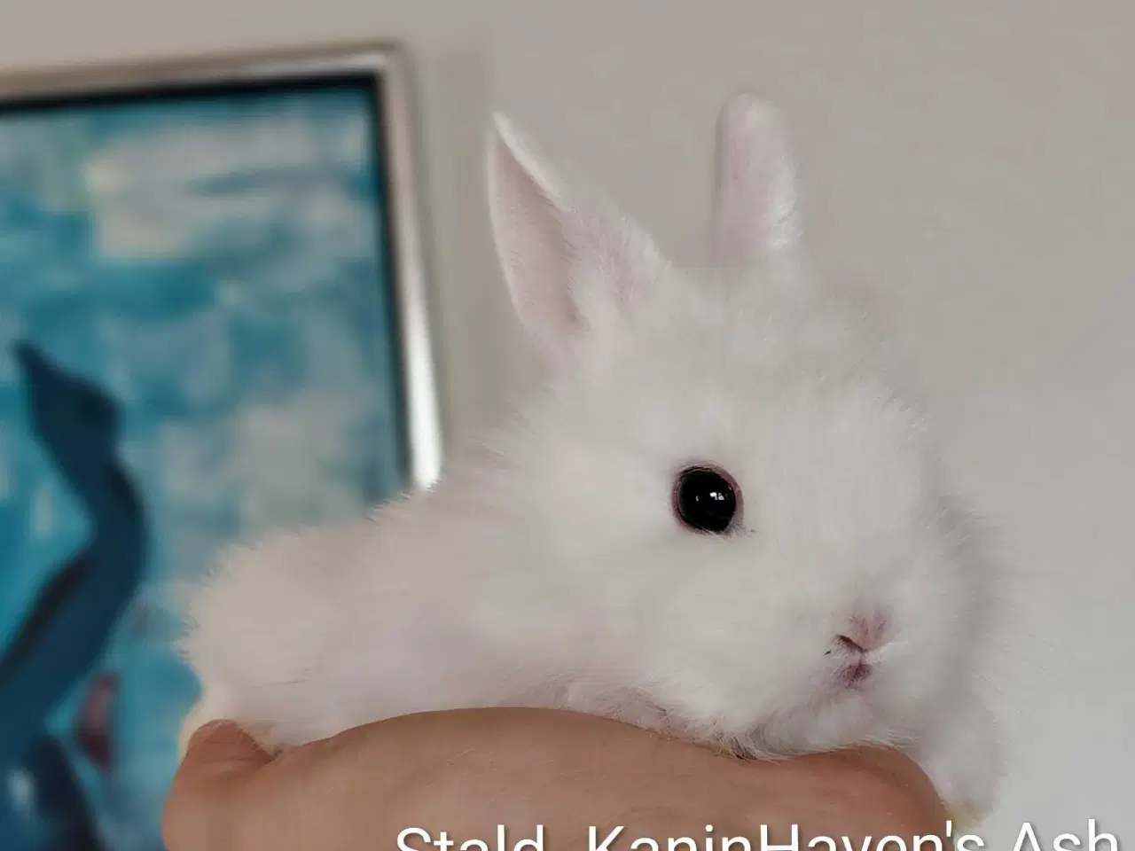 Billede 9 - Fluffy Mini Kaniner🐰