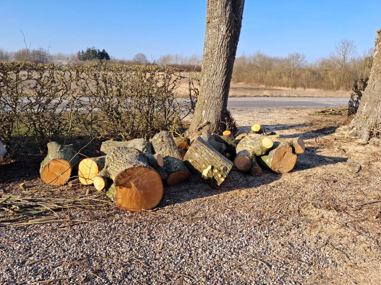 Billede 2 - Lindetræ, nyfældet