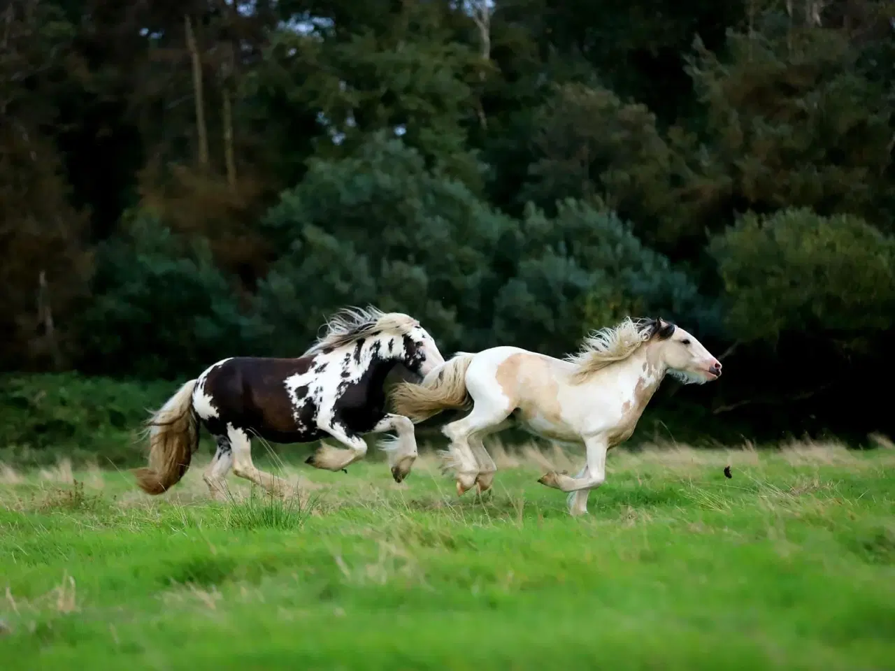 Billede 4 - Irish Cob heste søger nyt hjem 