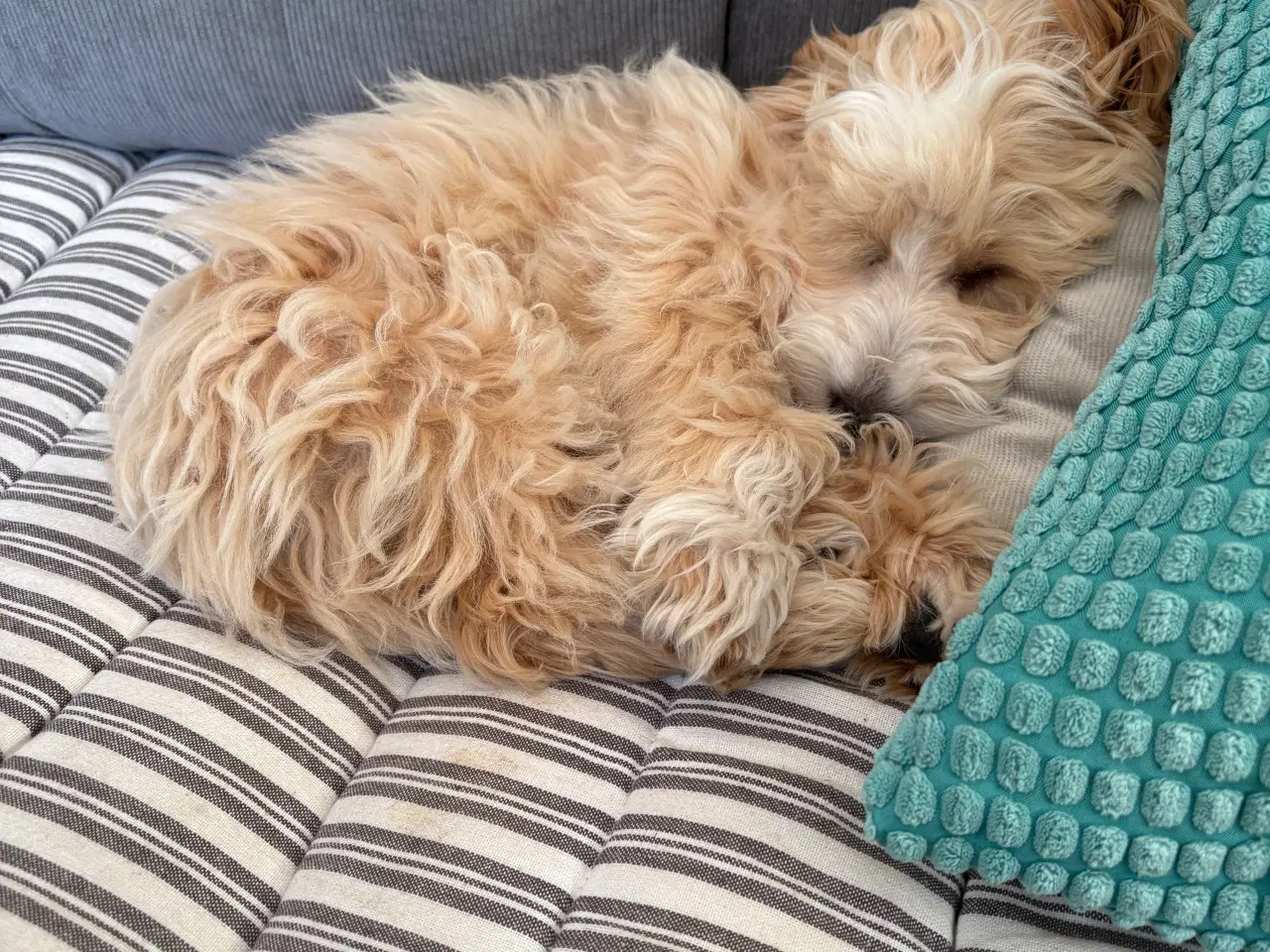 Billede 2 - Maltipoo 