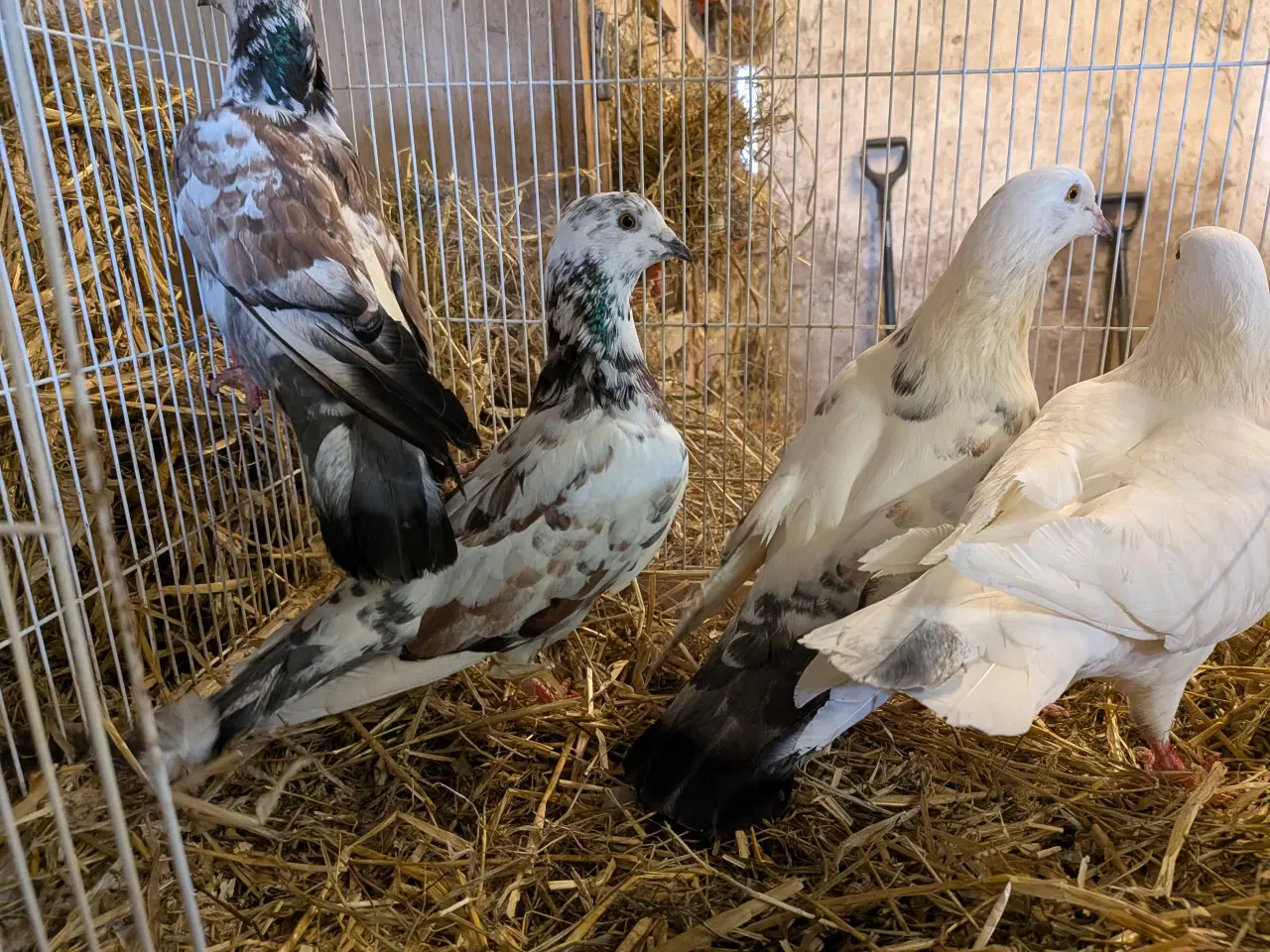 Billede 2 - 10 krydsning duer