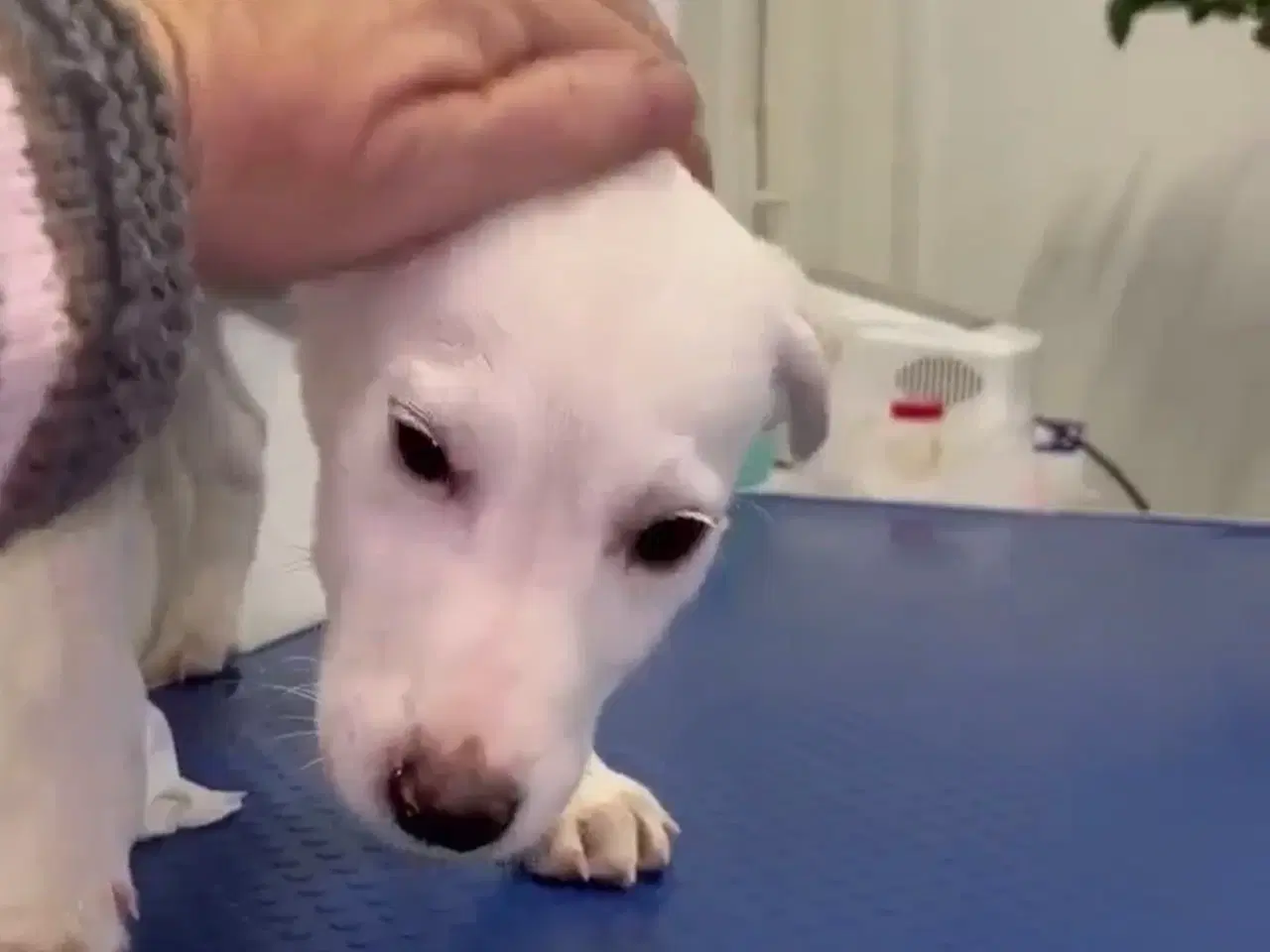 Billede 8 - Søde lille Creamy søger familie 