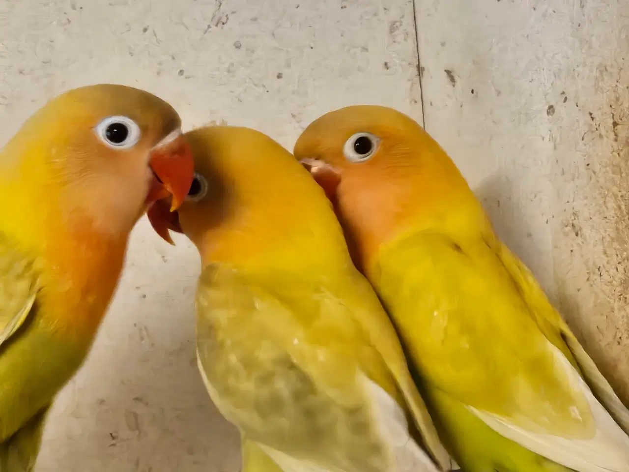 Billede 1 - Rødhovedet Dværgpapegøjer.