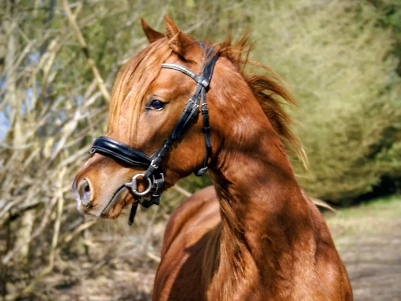 Billede 1 - Dansk Sports pony ( kat 1)