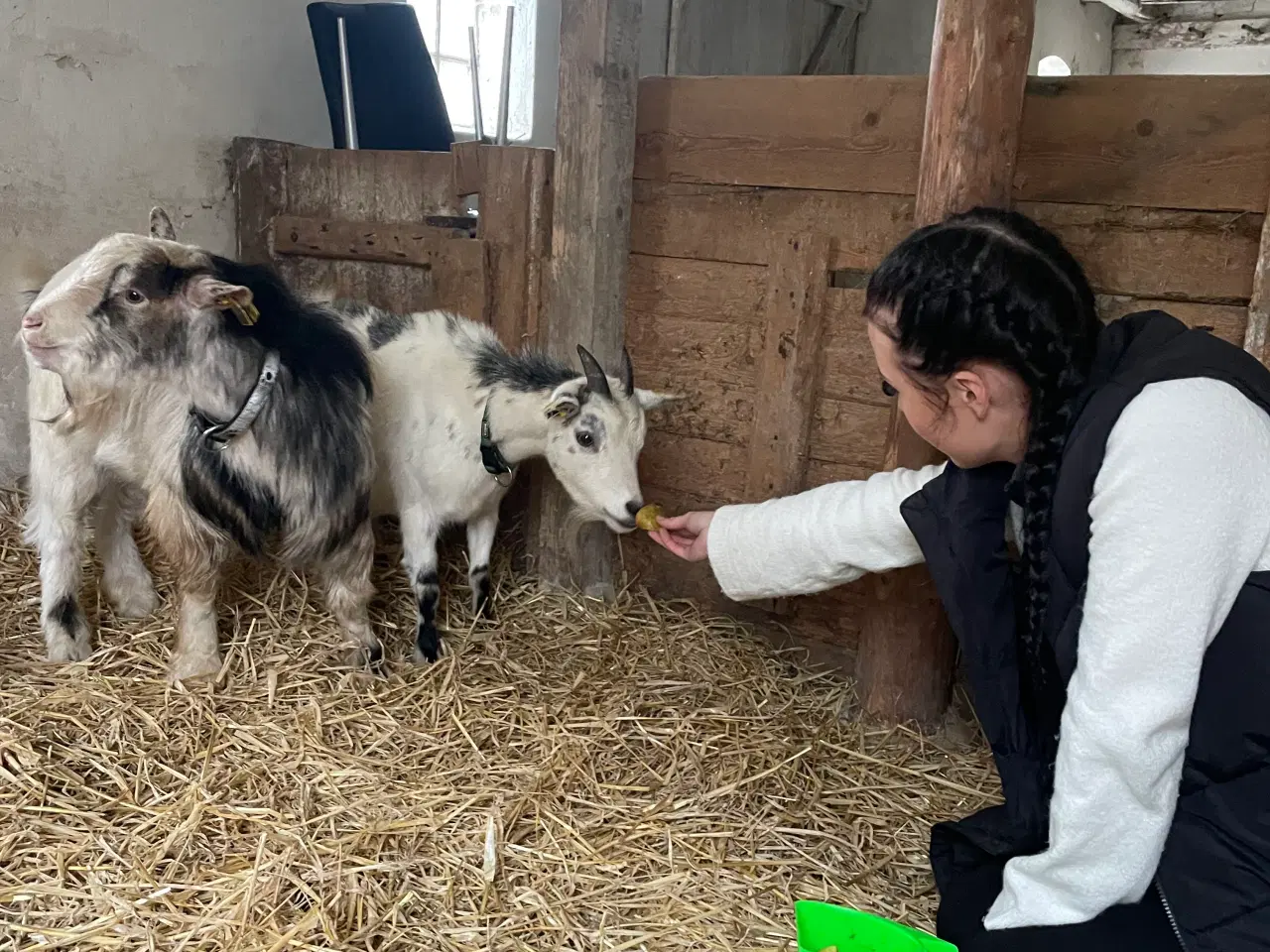 Billede 4 - 2 Dværggeder