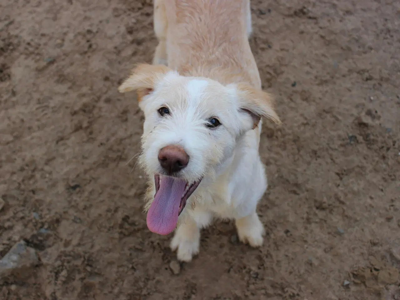 Billede 5 - Vidunderlige DJ leder efter sin 4-ever familie🏡💞