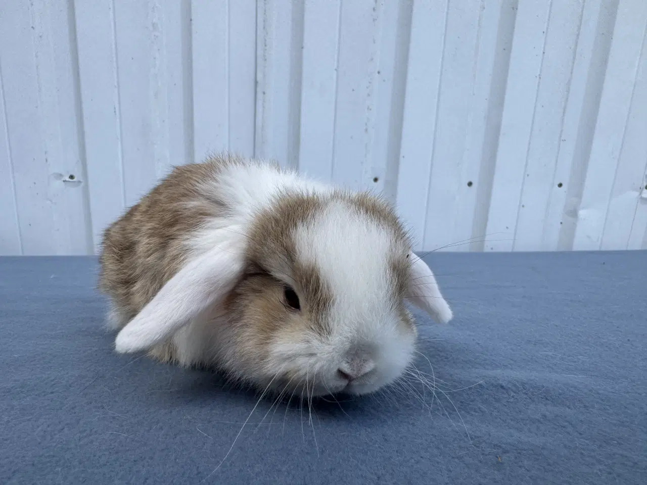 Billede 2 - Mini lop hankanin