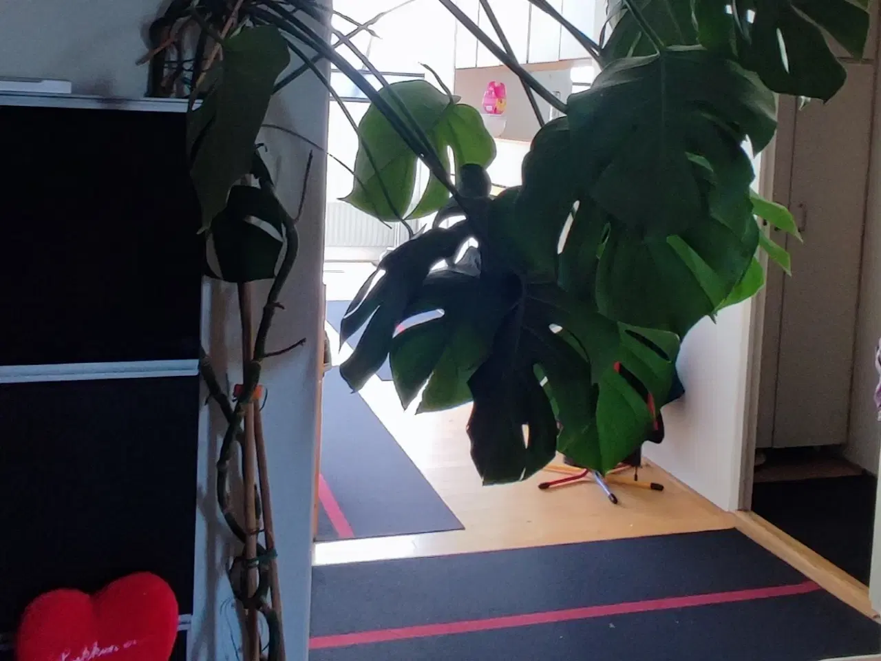 Billede 5 - Monstera XXL, Stueplante