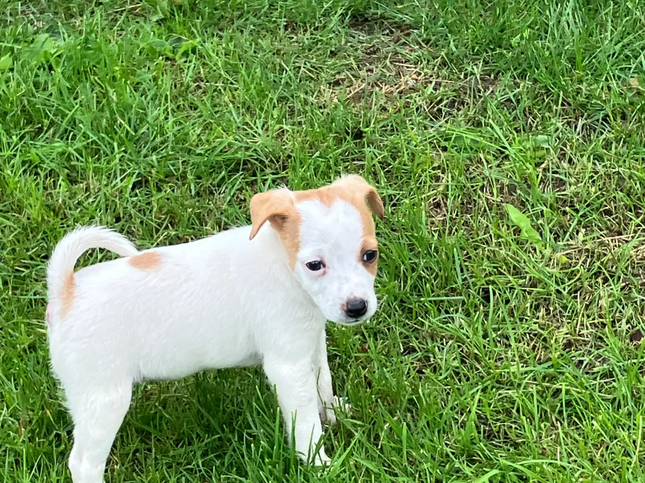 Billede 2 - Dansk Svensk Gårdhund