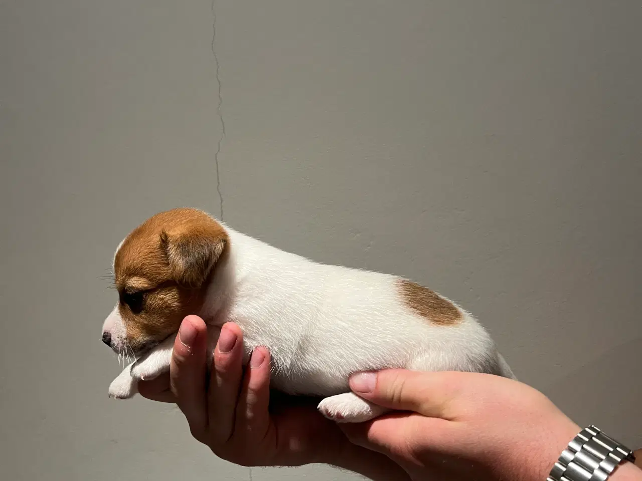 Billede 4 - Jack Russel Hvalpen