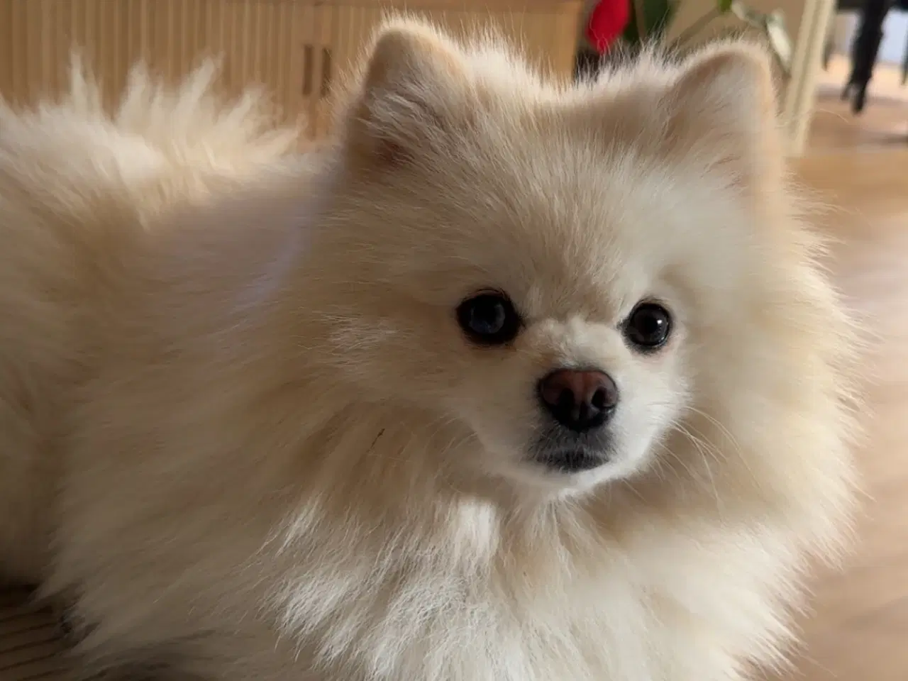 Billede 7 - Pomeranian merle 