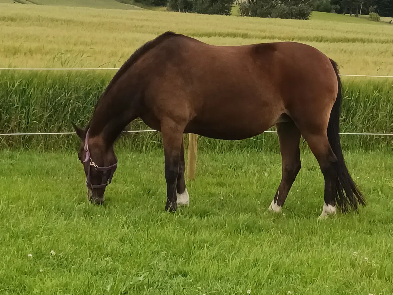 Billede 3 - krydsning/Cross breed, super sød ældre hoppe