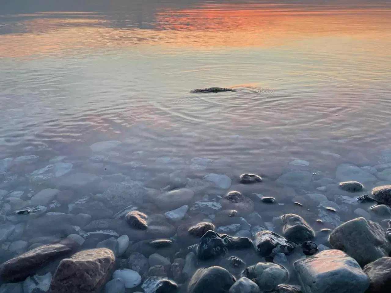 Billede 1 - Luftgevær 4,5