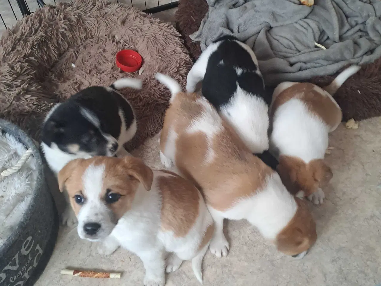 Billede 5 - Nydelig dansk svensk gårdhund/dansk spids blanding