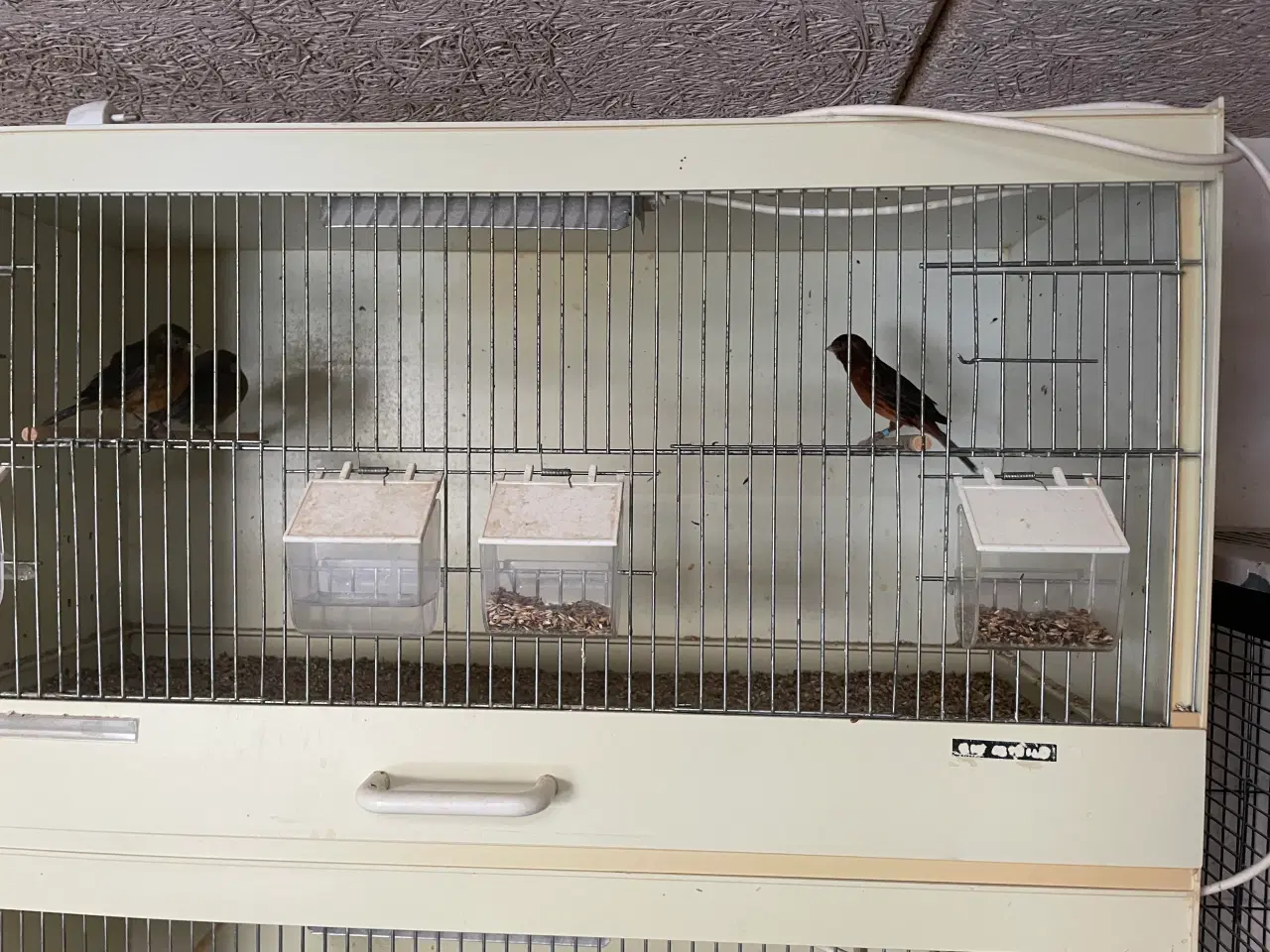 Billede 3 - Sort/røde kanarie