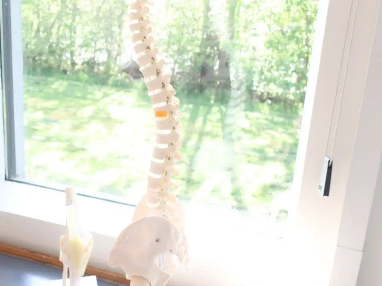 Billede 1 - Undvisningsknogler PHYSA (rygsøjle, skulder & knæ)