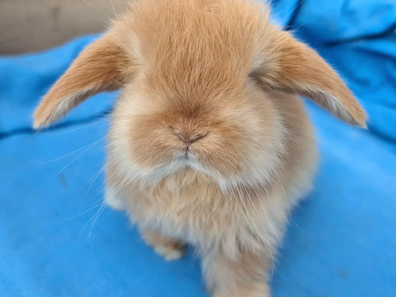 Billede 7 - Minilop kaninunge sælges