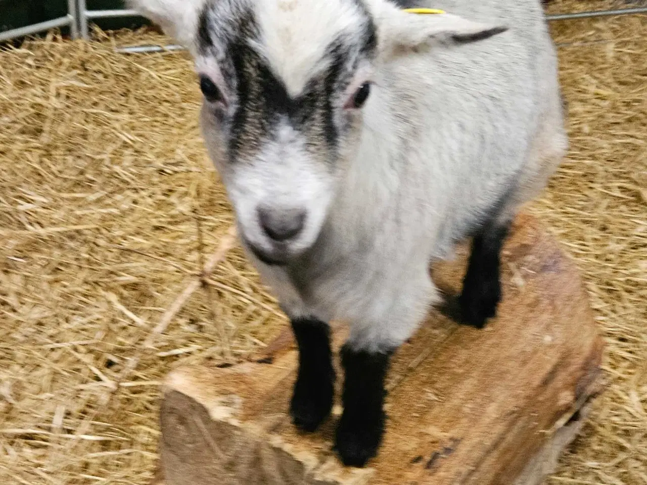 Billede 2 - 3 søde dværggeder