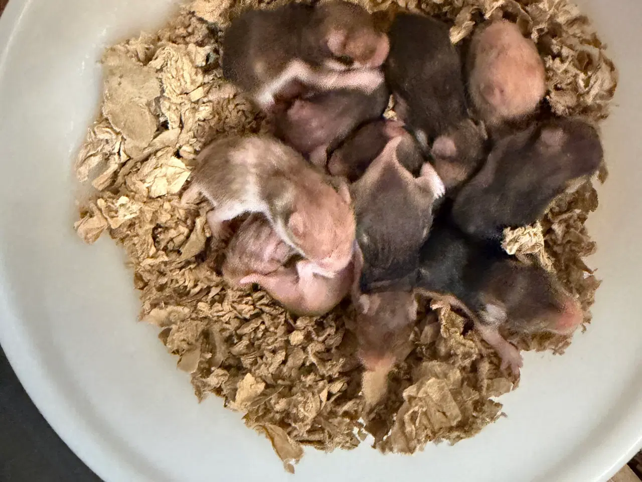 Billede 1 - Guldhamster unger