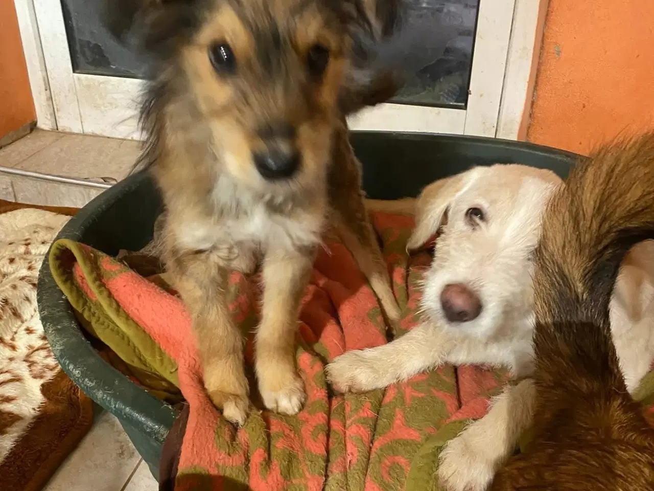 Billede 3 - Olsen søger sit 4 ever home