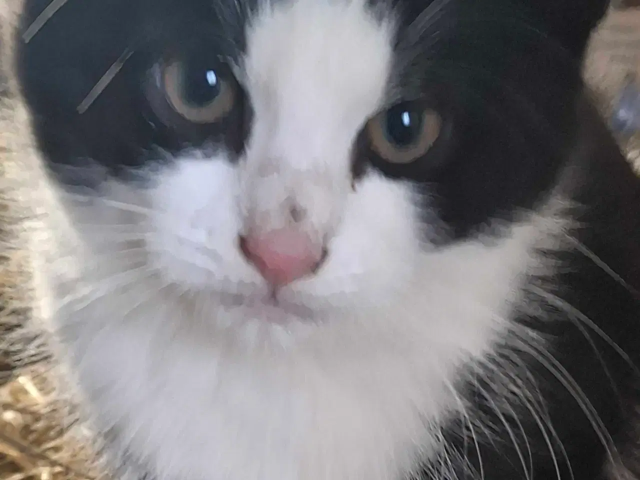 Billede 2 - Søde og tamme staldkillinger