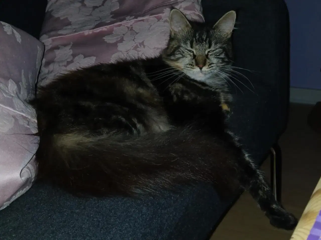 Billede 1 - Lille Maine coon pige
