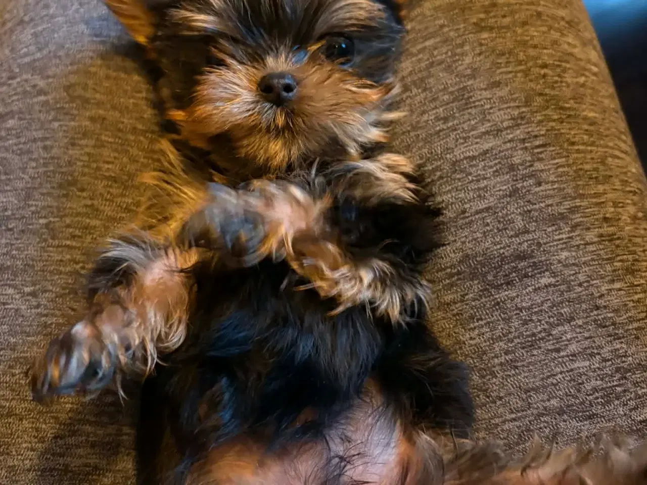 Billede 6 - Mini Yorkshire terrier girl