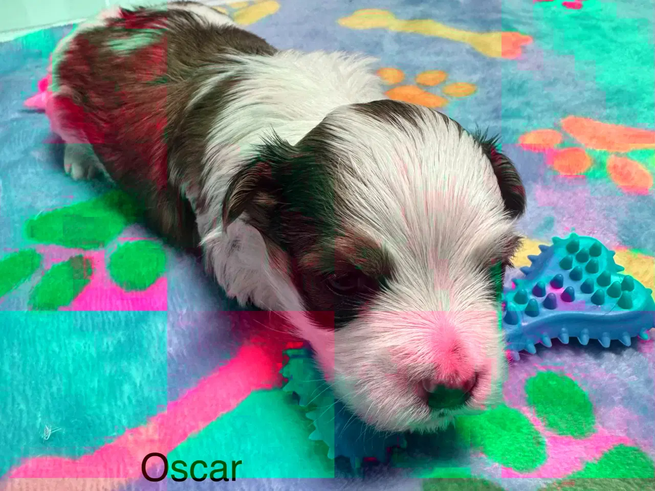 Billede 12 - Bichon havanaiser hvalpe med stamtavle 