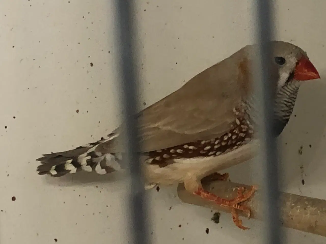 Billede 2 - udstillings zebrafinker