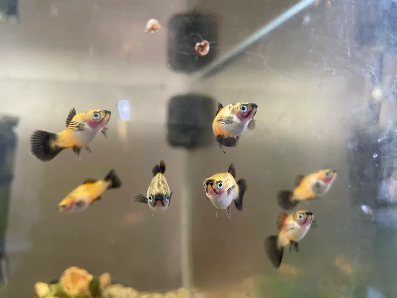 Billede 1 - Søde og kærlige fisk