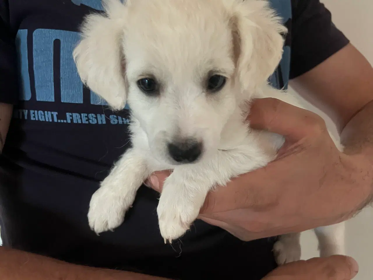 Billede 6 - Malteser/ Bichon hvalpe 