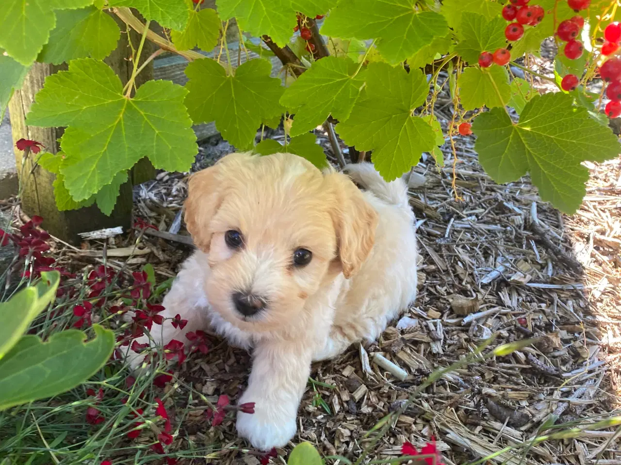 Billede 2 - Venter Maltipoo hvalpe i uge 34. Salgsklar uge 42