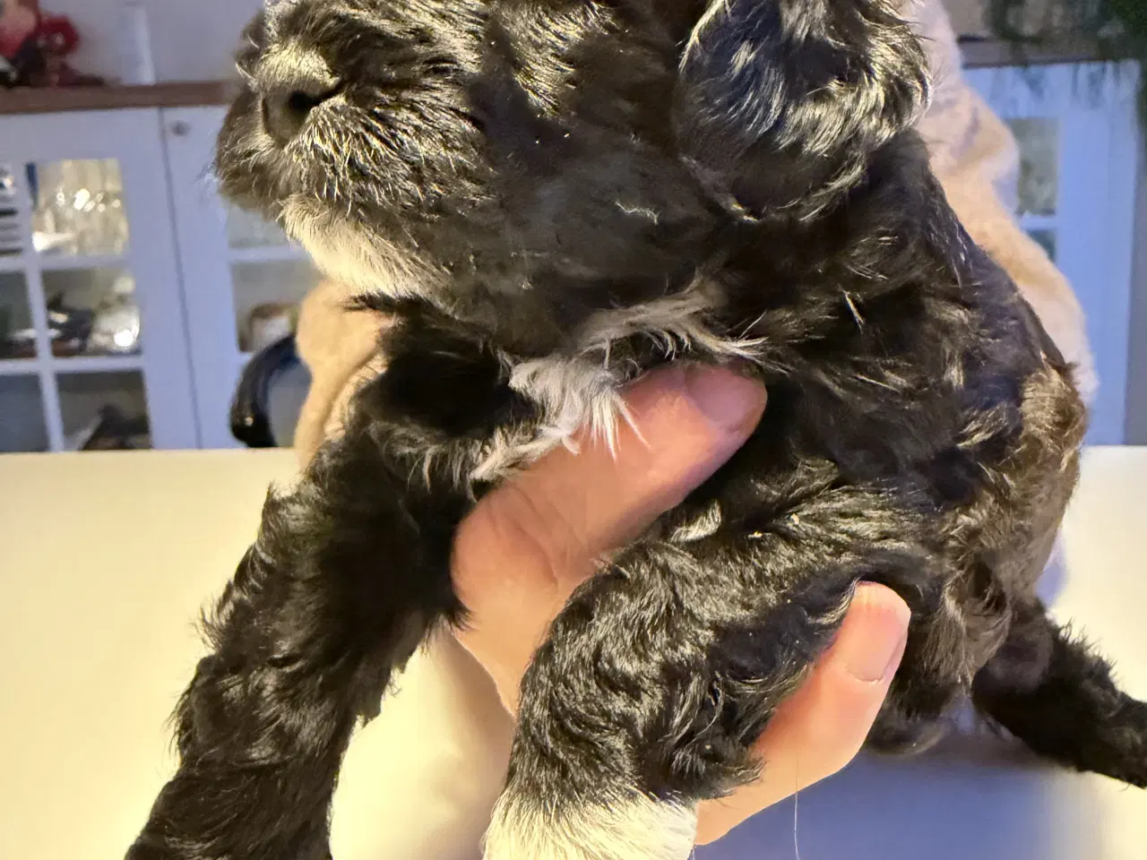 Billede 6 - Shitzu puddel blanding 