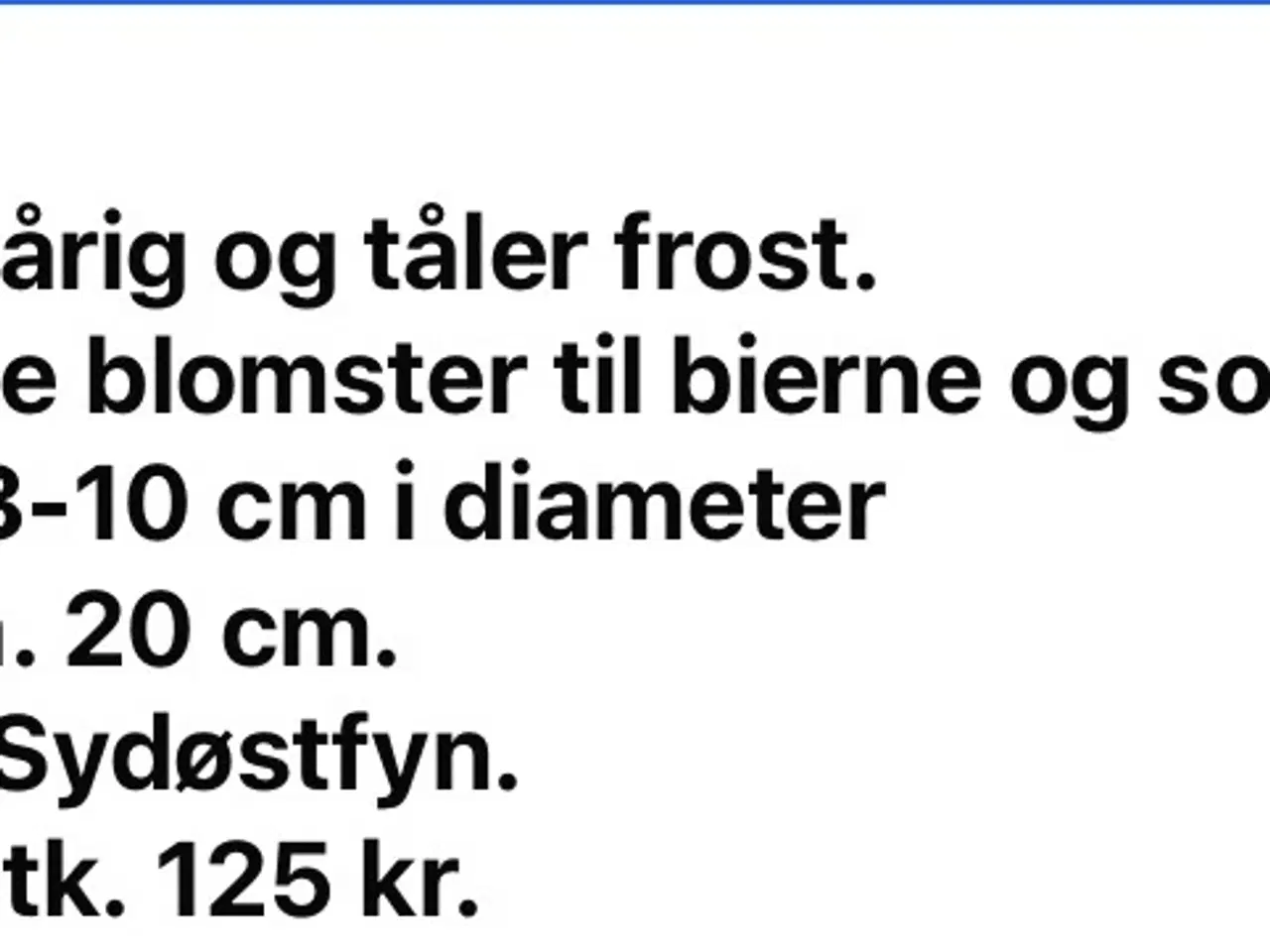 Billede 3 - Lavendler