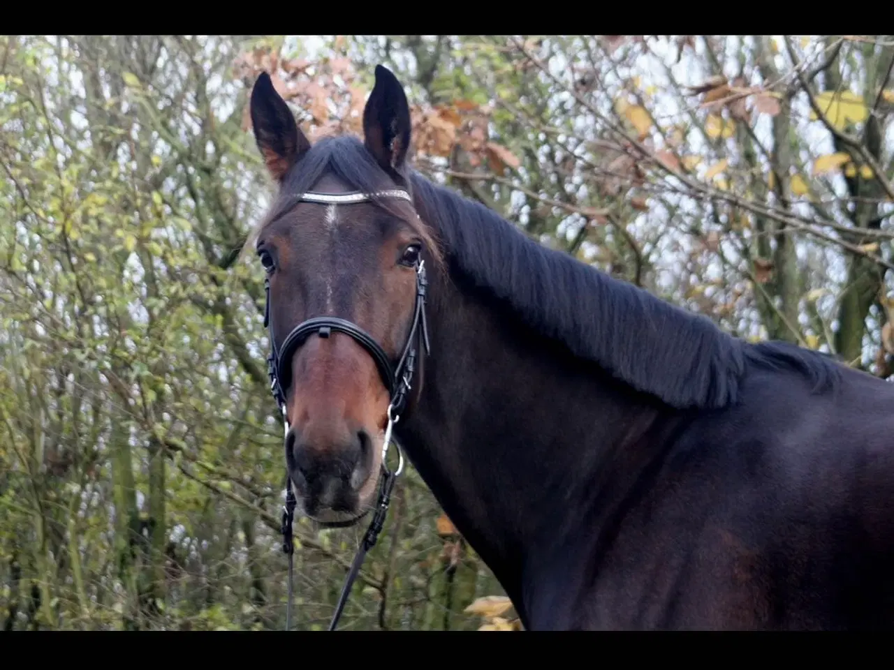 Billede 3 - Super sød vallak sælges