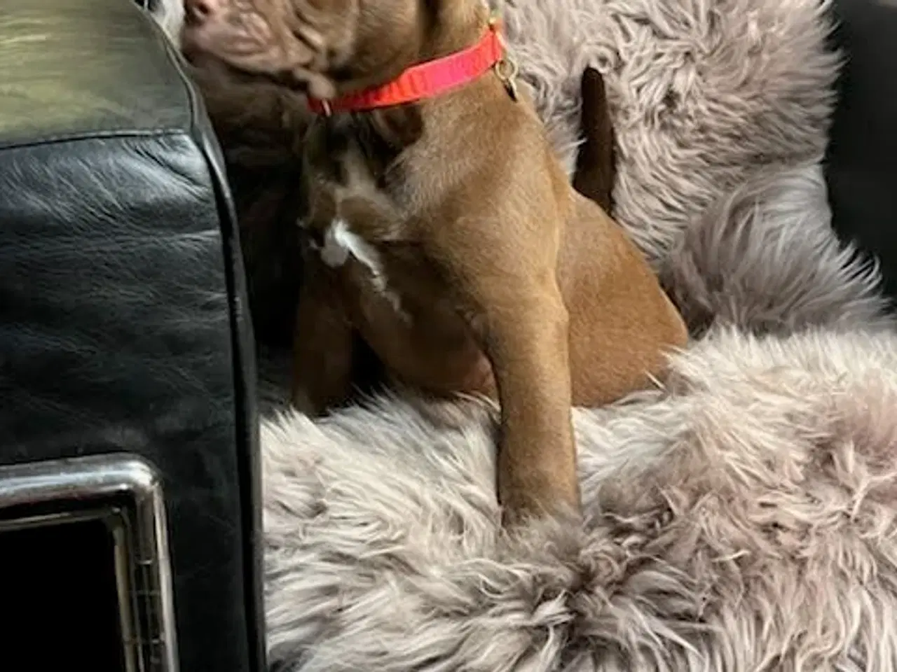 Billede 3 - Old english bulldog