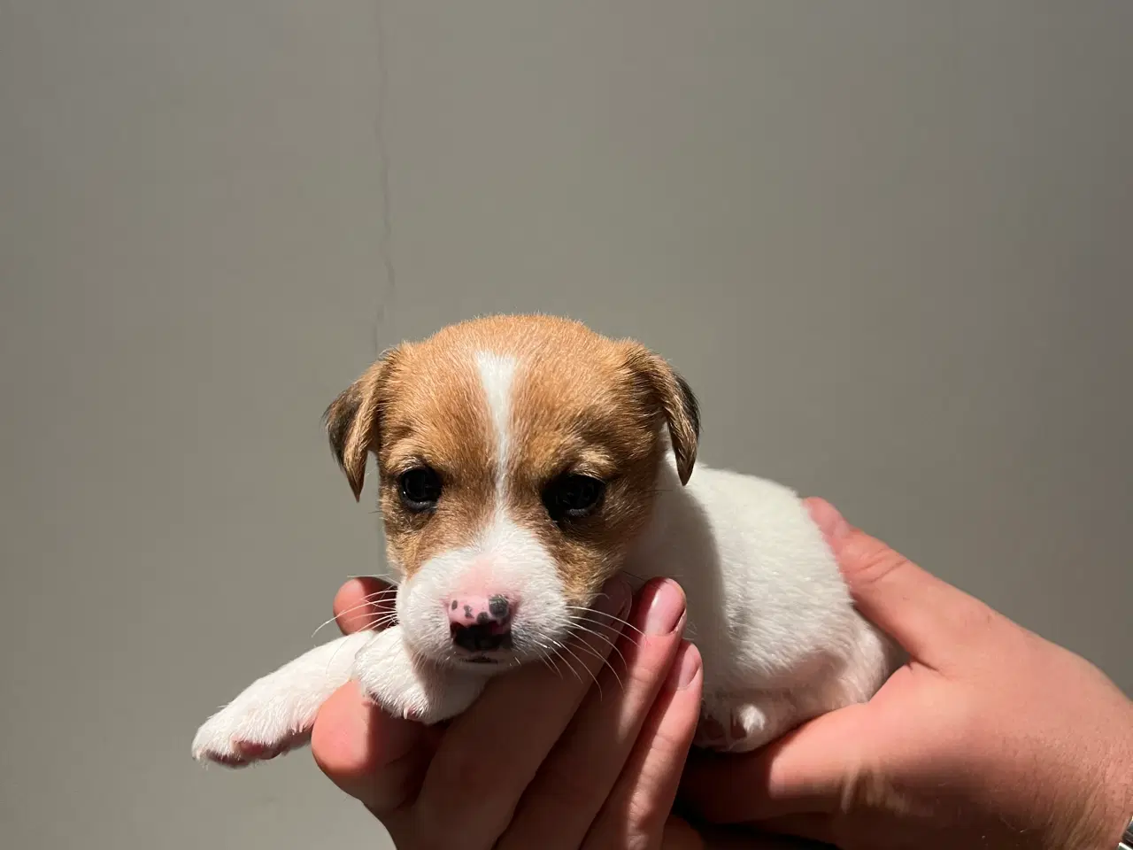 Billede 3 - Jack Russel Hvalpen