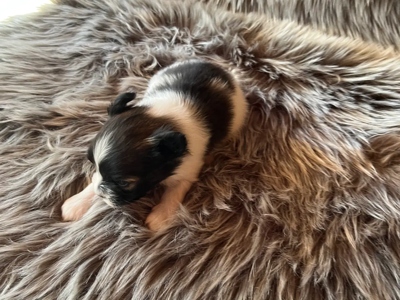 Billede 6 - Papillon hvalpe