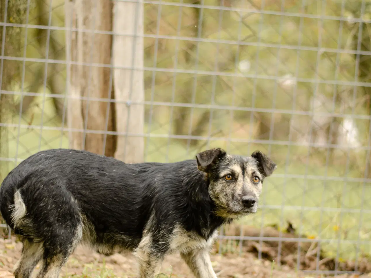 Billede 5 - Skønneste Mona søger sit helt eget hjem