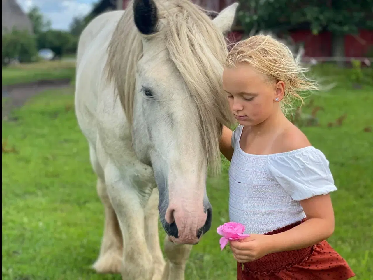 Billede 1 - Irish COB crossbreed