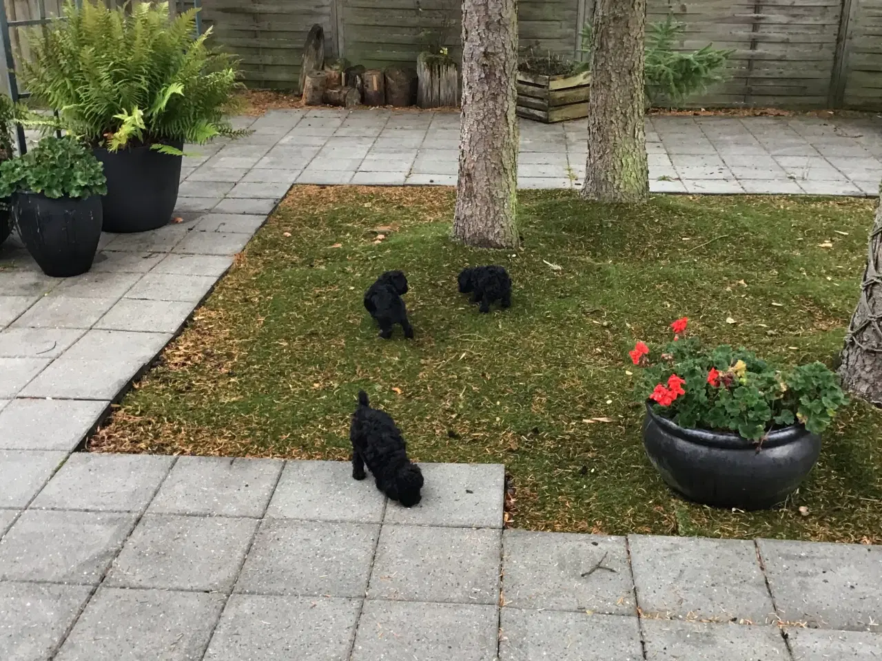 Billede 6 - Mini puddel/ chihuahua 