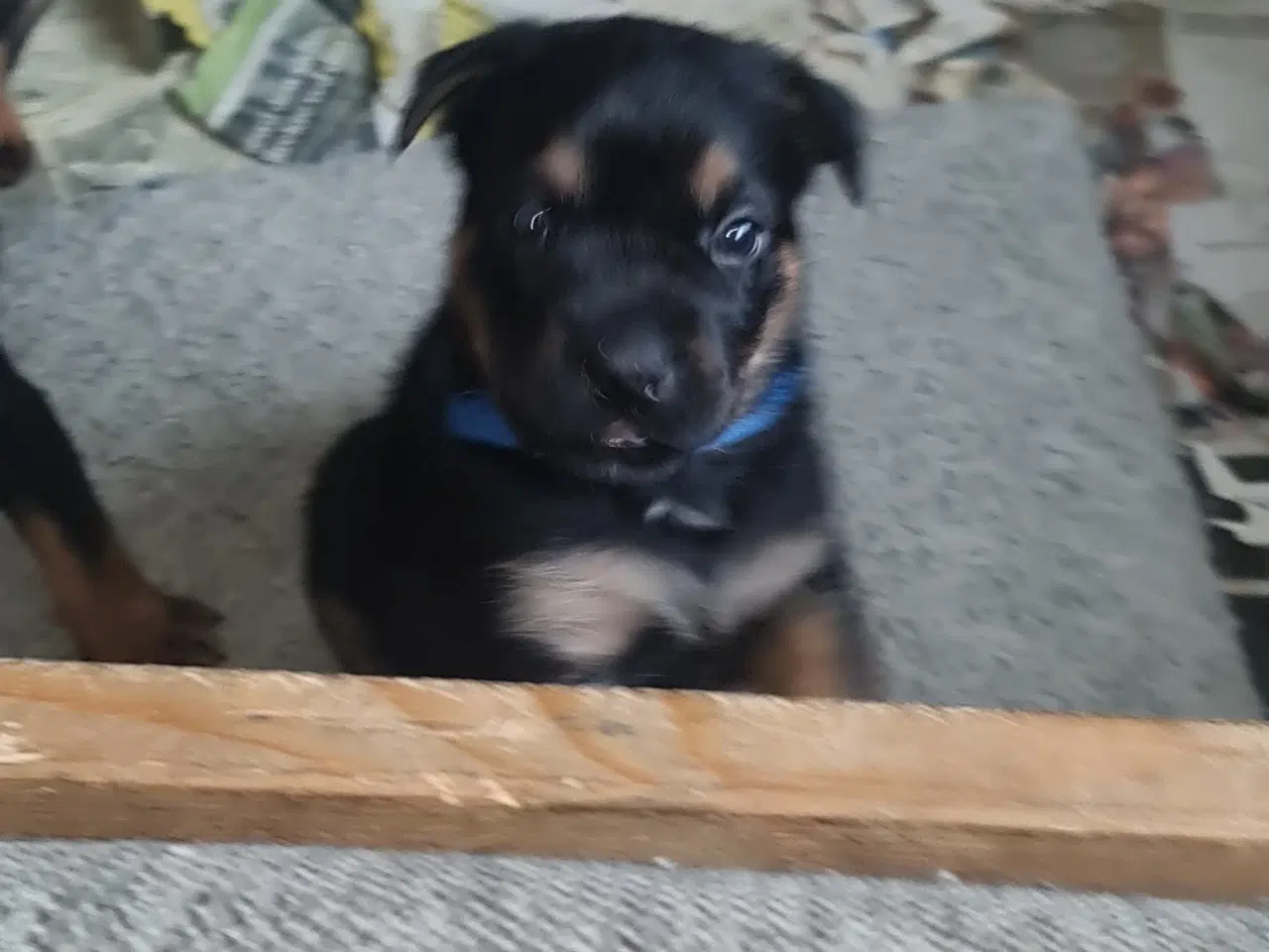 Billede 2 - Rottweiler/Schæfer Hvalpe sælges