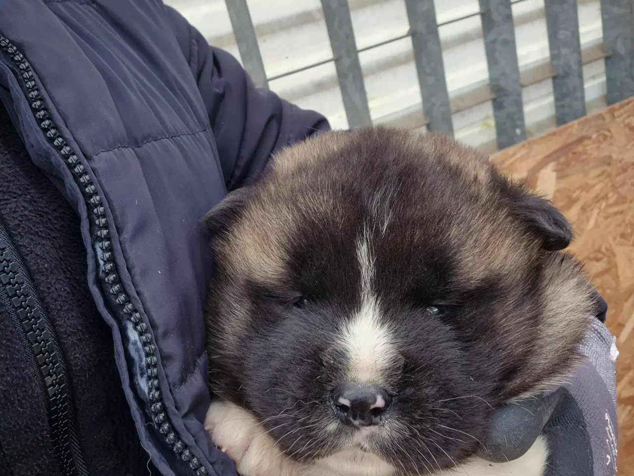 Billede 9 - Hundehvalpe American Akita 