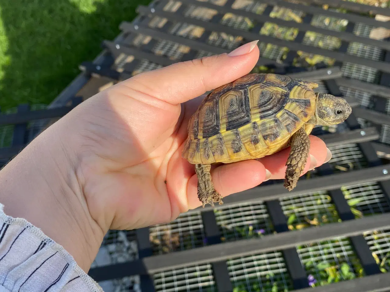 Billede 4 - Græske landskildpadder 