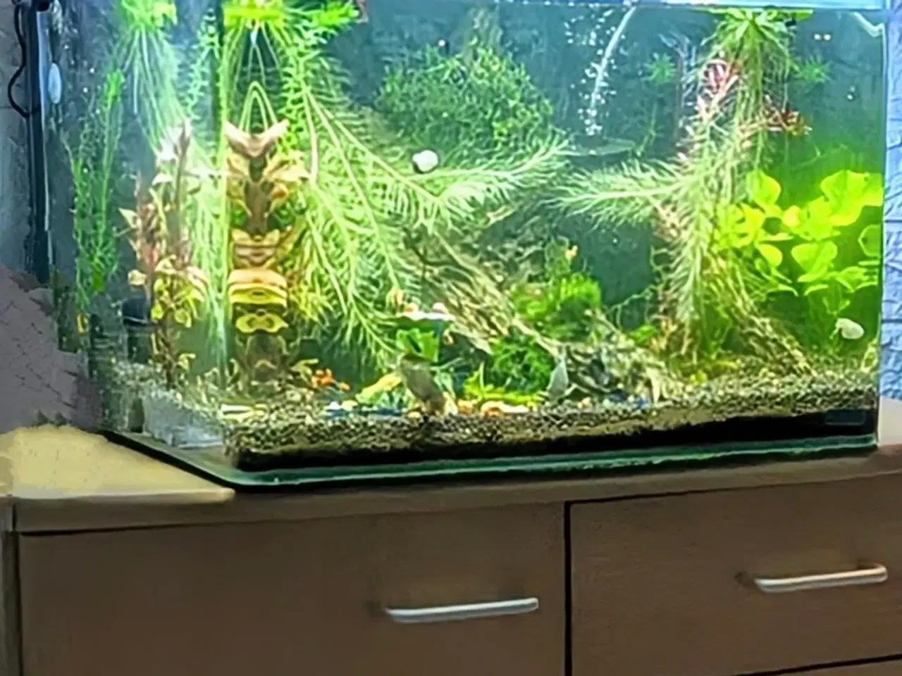 Billede 1 - Akvarium, 50 liter