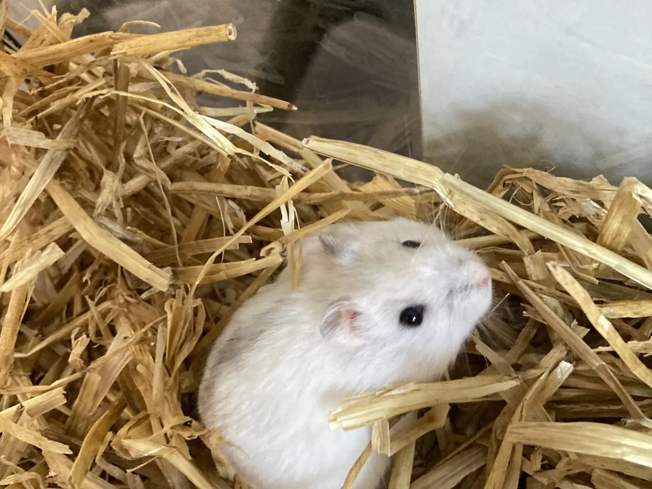 Billede 4 - Dværghamsterunger